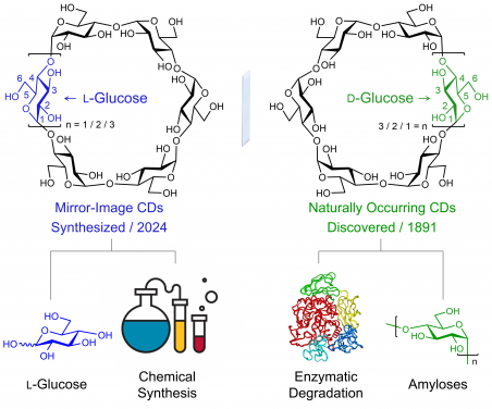 Figure 1. Syntheses of Mirror-Image Cyclodextrins from Commercially Available L-Glucose. Image adapted from Wu et al., 2024, Nature Synthesis.